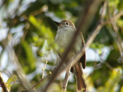 Myiarchus yucatanensis