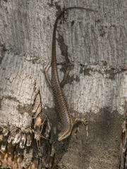 Trachylepis thomensis