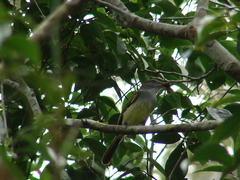 Myiarchus yucatanensis