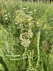 Asclepias hirtella