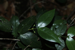 Cyclophyllum