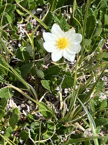 Hooker's eight-petal mountain-avens (Dryas hookeriana)