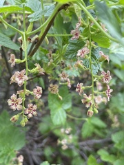 Ribes acerifolium
