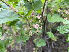 Ribes acerifolium