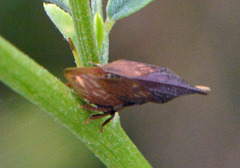 Enchenopa latipes