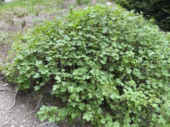 Ribes acerifolium