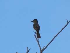 Myiarchus yucatanensis