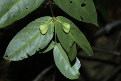 Cyclophyllum