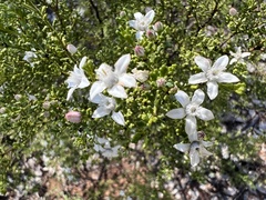 Philotheca difformis