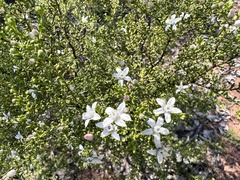 Philotheca difformis