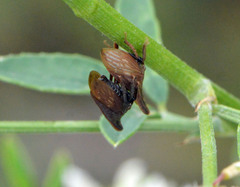 Enchenopa latipes