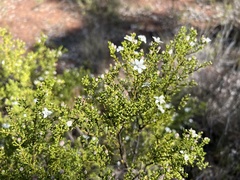 Philotheca difformis