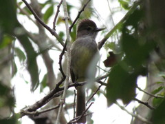 Myiarchus yucatanensis