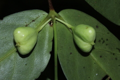Cyclophyllum