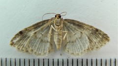 Hydrelia condensata