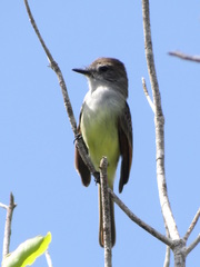 Myiarchus yucatanensis