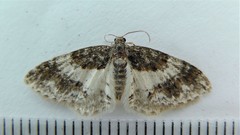 Hydrelia condensata