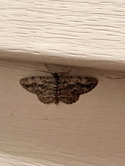 Anavitrinella pampinaria