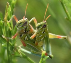 Hesperotettix viridis