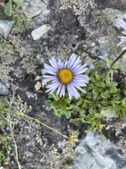 Erigeron leiomerus