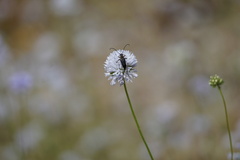 Anastrangalia laetifica