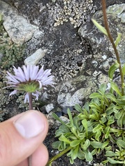 Erigeron leiomerus