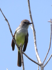 Myiarchus yucatanensis