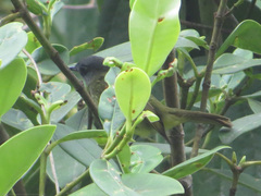 Mionectes striaticollis