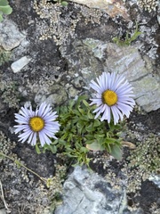 Erigeron leiomerus