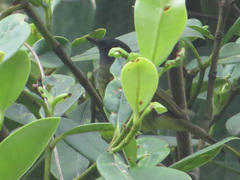 Mionectes striaticollis