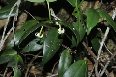 Cyclophyllum