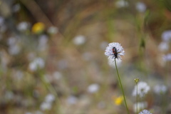 Anastrangalia laetifica