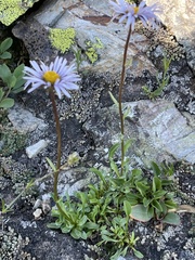 Erigeron leiomerus