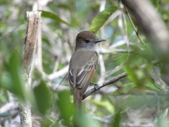 Myiarchus yucatanensis