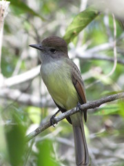 Myiarchus yucatanensis