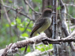 Myiarchus yucatanensis