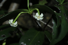 Cyclophyllum