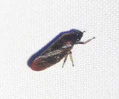 Eoscarta fusca
