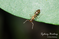 Colobopsis macrocephala