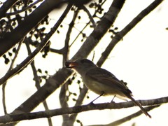 Myiarchus yucatanensis