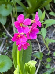 Primula parryi