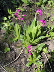Primula parryi