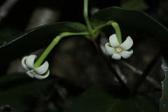 Cyclophyllum