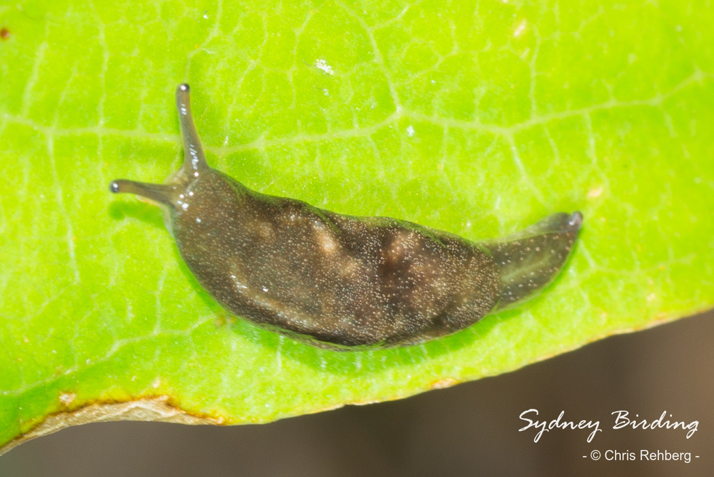 Northern Humpback Slug