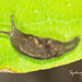 Northern Humpback Slug - Photo (c) Chris Rehberg | Sydney Birding, some rights reserved (CC BY-NC), uploaded by Chris Rehberg | Sydney Birding