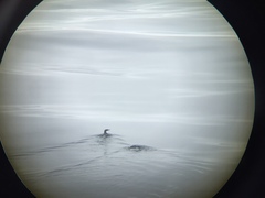 Synthliboramphus craveri