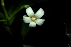Cyclophyllum