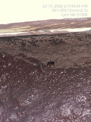 Steatoda triangulosa