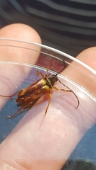 Typocerus acuticauda