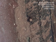 Steatoda triangulosa